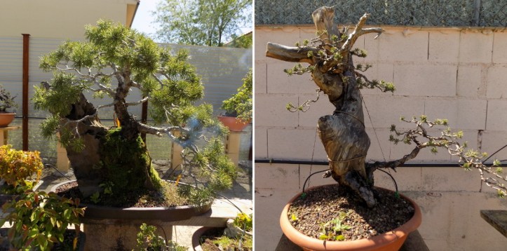 bonsai.llena.2