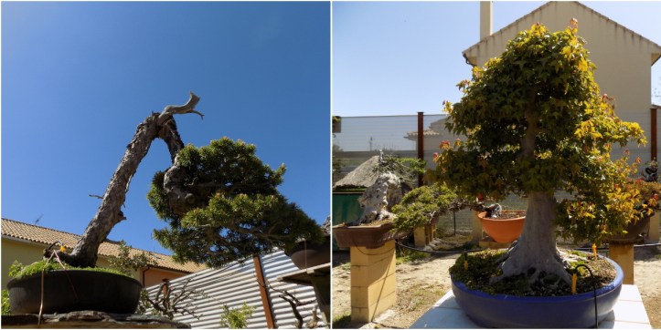 bonsai.llena.4