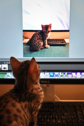 3658928751_62fd5611e7_b[1]